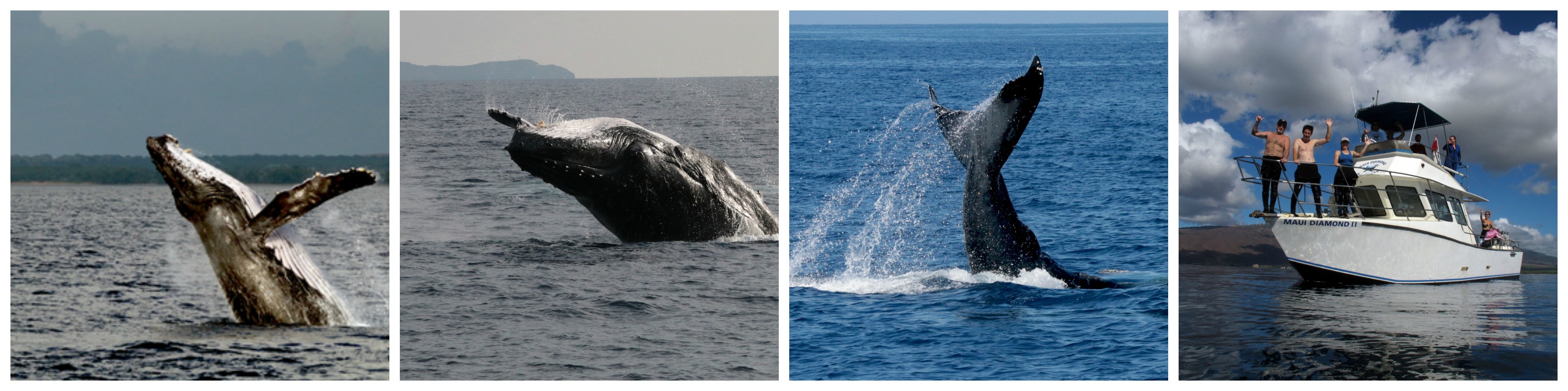 sunset-whale-watch-maui-diamond-boat-charters